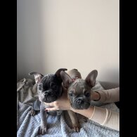 French Bulldog - Both