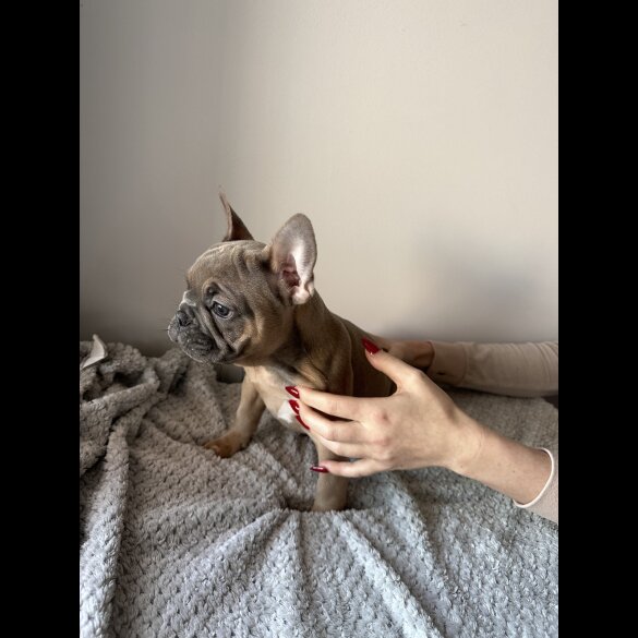 French Bulldog - Both