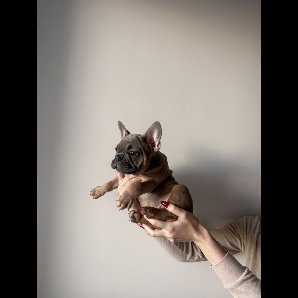 French Bulldog - Both