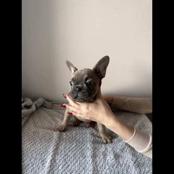 French Bulldog - Both