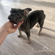 French Bulldog - Both