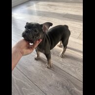 French Bulldog - Both