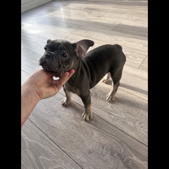 French Bulldog - Both