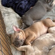 French Bulldog - Both