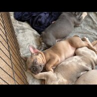 French Bulldog - Both