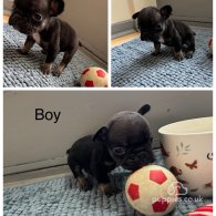 French Bulldog - Both