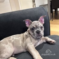 French Bulldog - Both