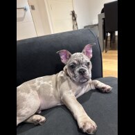 French Bulldog - Both