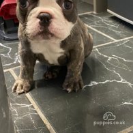 French Bulldog - Both