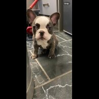 French Bulldog - Both