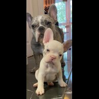 French Bulldog - Both