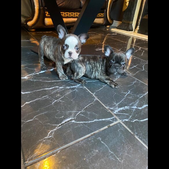 French Bulldog - Both