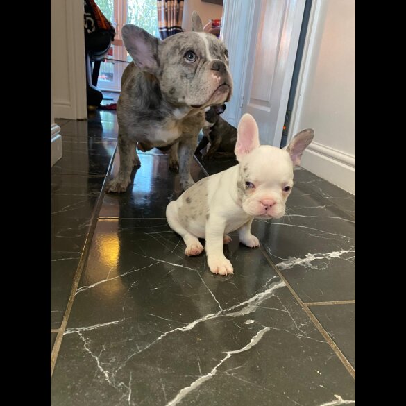 French Bulldog - Both