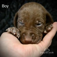 German Pointer - Both