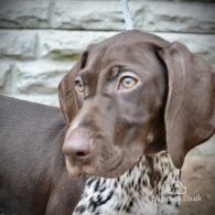 German Pointer - Both