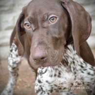 German Pointer - Both