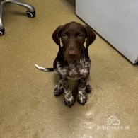 German Pointer - Both