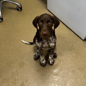 German Pointer - Both