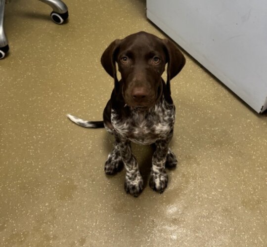 German Pointer