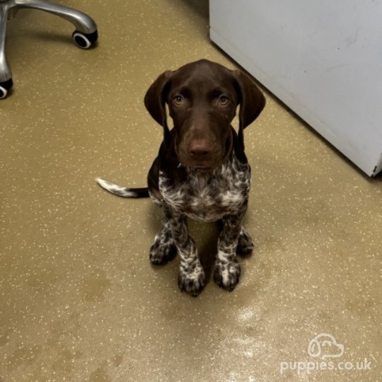 German Pointer - Both