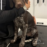 German Pointer - Both