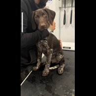 German Pointer - Both