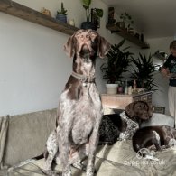 German Pointer - Both