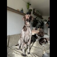 German Pointer - Both