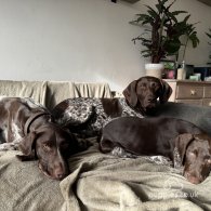 German Pointer - Both