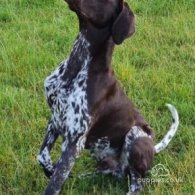 German Pointer - Both