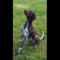 German Pointer - Both