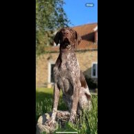 German Pointer - Both