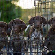 German Pointer - Both