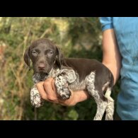 German Pointer - Both