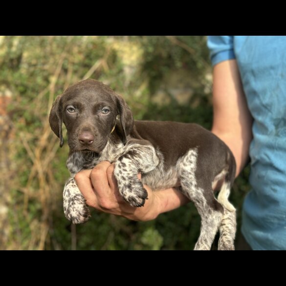 German Pointer - Both