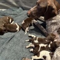 German Pointer - Both