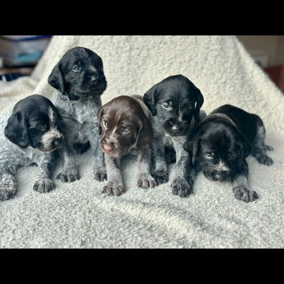 German Pointer - Both