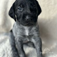 German Pointer - Both