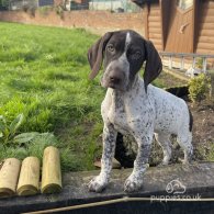 German Pointer - Dogs