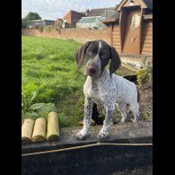 German Pointer - Both