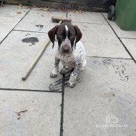 German Pointer - Dogs