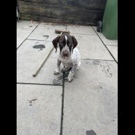 German Pointer - Both