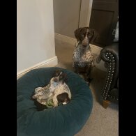 German Pointer - Both