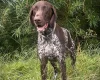 German Pointer