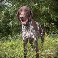 German Pointer