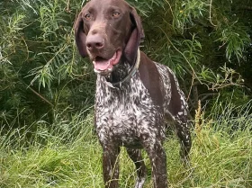 German Pointer