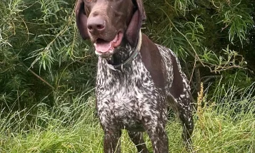 German Pointer