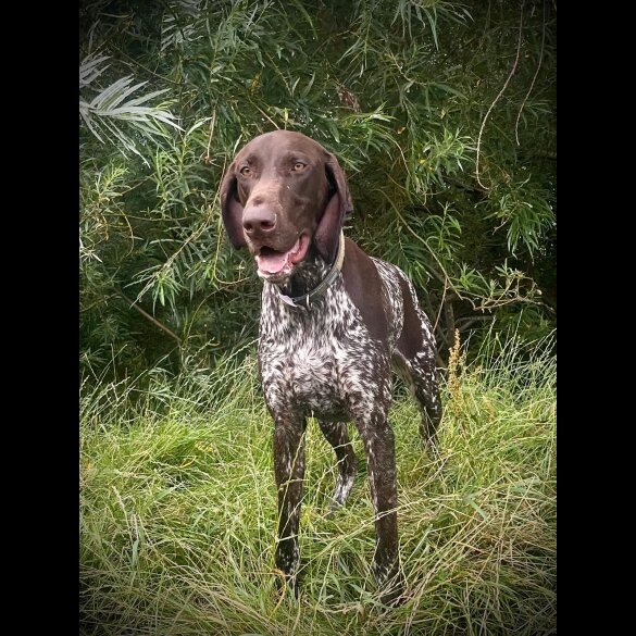 German Pointer