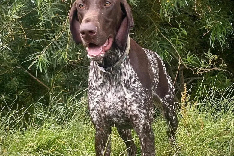 German Pointer