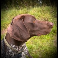 German Pointer